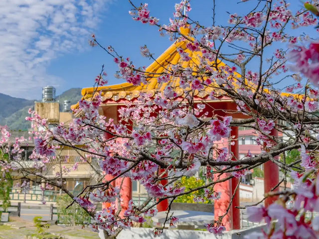 🌸 **台北屈尺櫻花公園（Zhuzihu Sakura Park）櫻花觀賞遊覽分享** 🌸