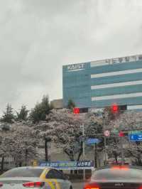 벚꽃 보러 가기 좋은 대전 야외데이트 장소 추천