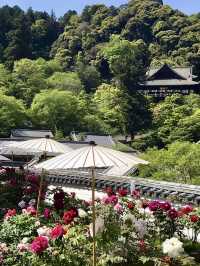 Spring in Full Bloom! Hasedera Temple