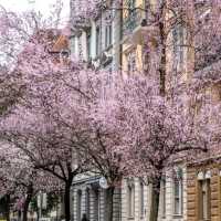 🌸 & Bliss at Idaplatz!Sakura Dreams in the Heart of the City
