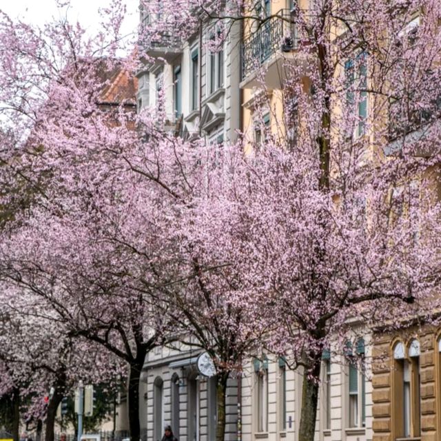 🌸 & Bliss at Idaplatz!Sakura Dreams in the Heart of the City