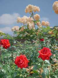 สวนกุหลาบกลางเมือง เข้าฟรี! ที่โอซาก้า🌹