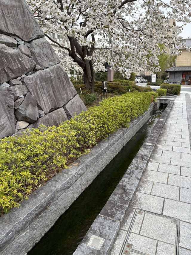 淡くて優しい春｜Taihaku Sakura at Kofu Yumekouji 