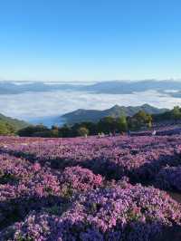 거창 감악산 아스타 국화 축제 보라빛 풍경💜