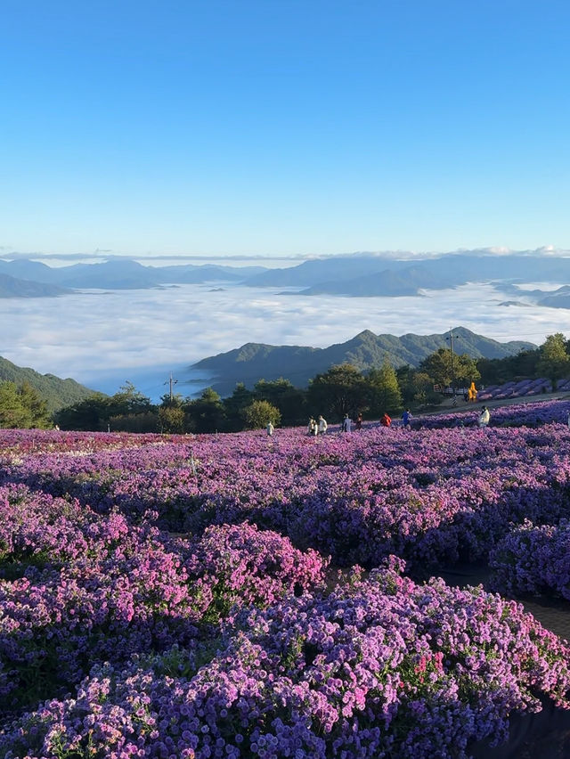 거창 감악산 아스타 국화 축제 보라빛 풍경💜