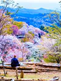 【奈良】日本一の桜🌸吉野山を全力で楽しむ完全ガイド！