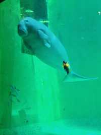 【三重】国内唯一ラッコが見られる鳥羽水族館🦦🦦