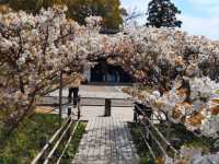 京都必遊賞櫻景點---仁和寺，御室櫻三絕