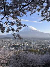 mountaim fuji with cherry blossom season 