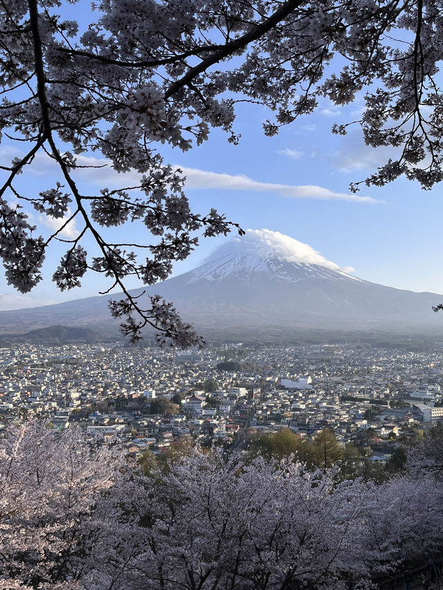 mountaim fuji with cherry blossom season 