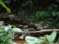 นอนแม่ลาย สายธรรมชาติ Bee forest