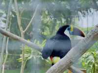 Roaring Adventures Await: A Day at A’Famosa Safari Wonderland