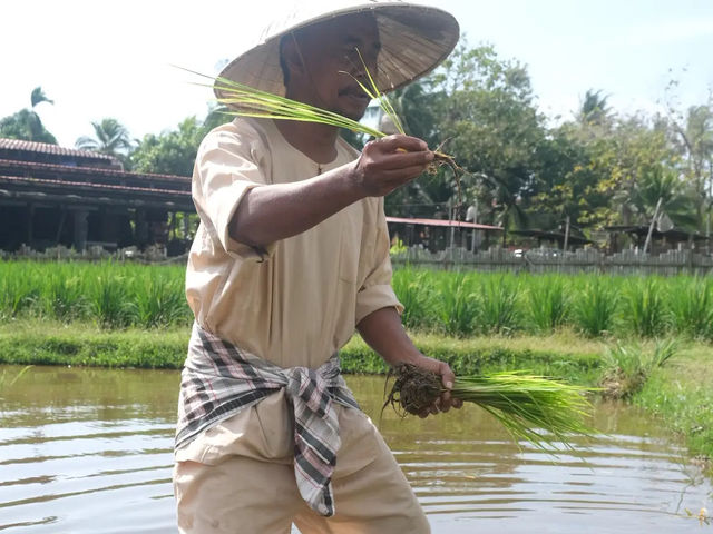 Laman Padi Langkawi