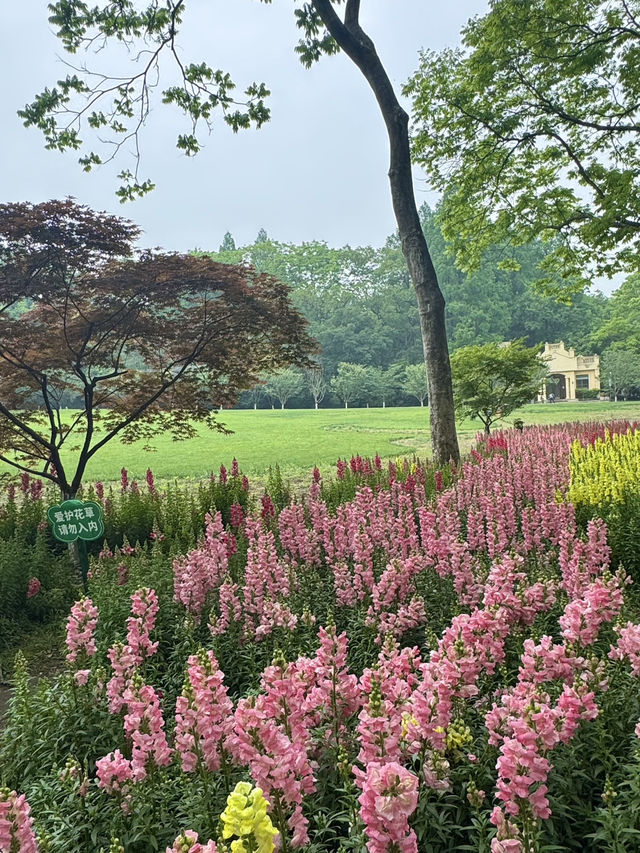 Snapdragons & Serenity: Spring Stroll in Taiziwan Park