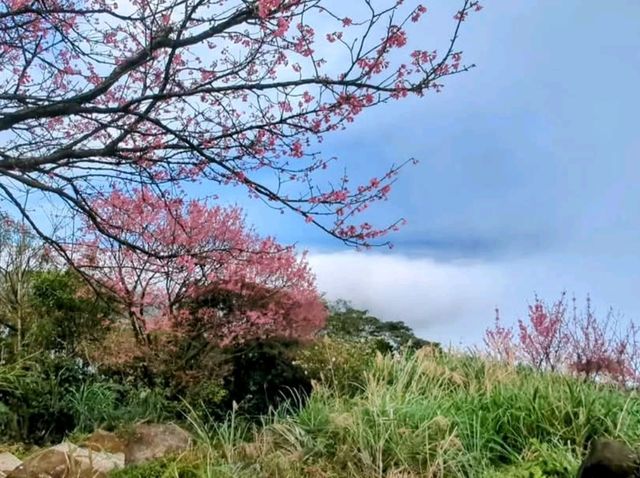 汐止大尖山步道，賞櫻兼健行半日遊 Go