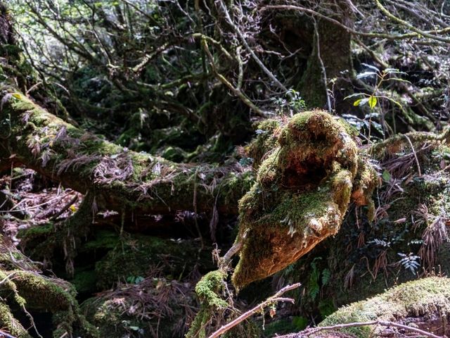【鹿児島】縄文杉を観に行ってきました！