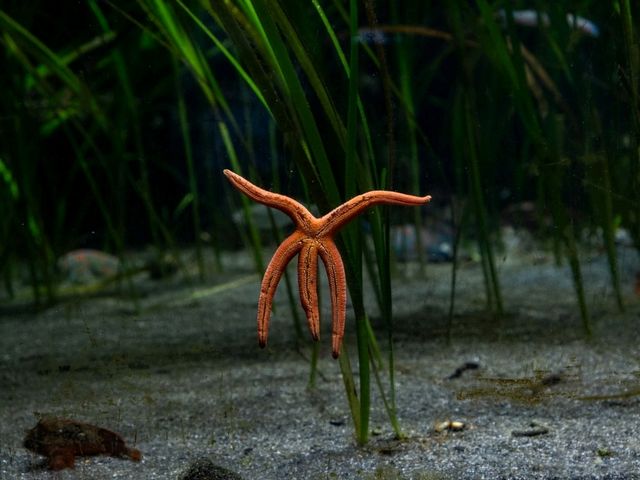 【千葉】きらきらした生き物を見に鴨川シーワールドへ！