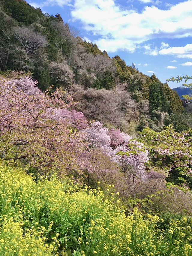 Cherry Blossoms in Full Bloom at Aguri Park Sagayamaen