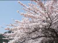Oshino Hakkai Cherry Blossoms – Fuji’s Spring Water & Sakura Paradise