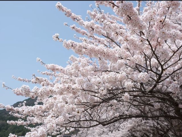 Oshino Hakkai Cherry Blossoms – Fuji’s Spring Water & Sakura Paradise