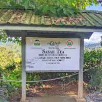 “Sabah Tea Resort:The Tranquil Heart of Borneo’s Tea Country”