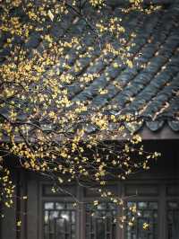 “Twin Blossoms of the Jiangnan Spring: Suzhou & Hangzhou in Bloom”