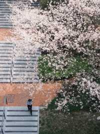 🌸 Cherry Blossom Magic at Expo Avenue, Shanghai 🌸