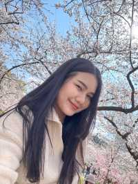 ชมซากุระบานที่ปราสาทโอซาก้า 🏯🌸