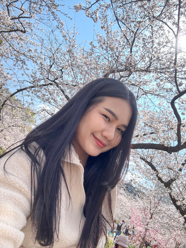 ชมซากุระบานที่ปราสาทโอซาก้า 🏯🌸