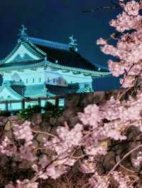 Hirosaki Nighttime Sakura Report 🌸✨