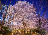 🌸 “Sakura, Skyscrapers, and Sweet Surprises at Akasaka Sacas!” 🌸