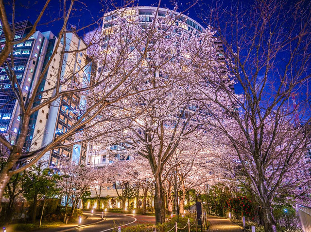 🌸 “Sakura, Skyscrapers, and Sweet Surprises at Akasaka Sacas!” 🌸