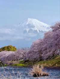 Ryuganbuchi Sakura – A Serene Cherry Blossom Riverside in Fujieda, Shizuoka