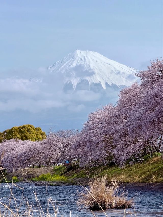 Ryuganbuchi Sakura – A Serene Cherry Blossom Riverside in Fujieda, Shizuoka
