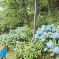 東京紫陽花聖地就在市區當中！看繡球花要去「飛鳥山公園」