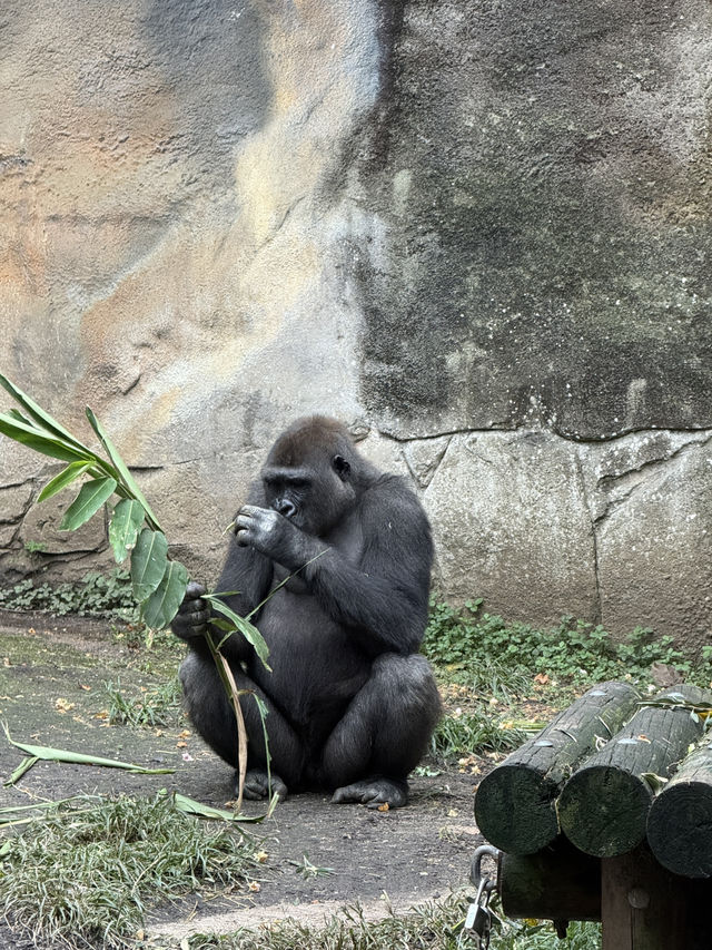 澳洲雪梨市區最大的動物園