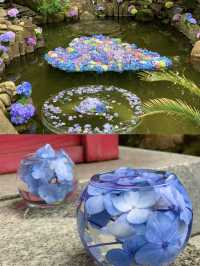 【栃木】紫陽花と孔雀、池に浮かぶ紫陽花 ライトアップも・・
