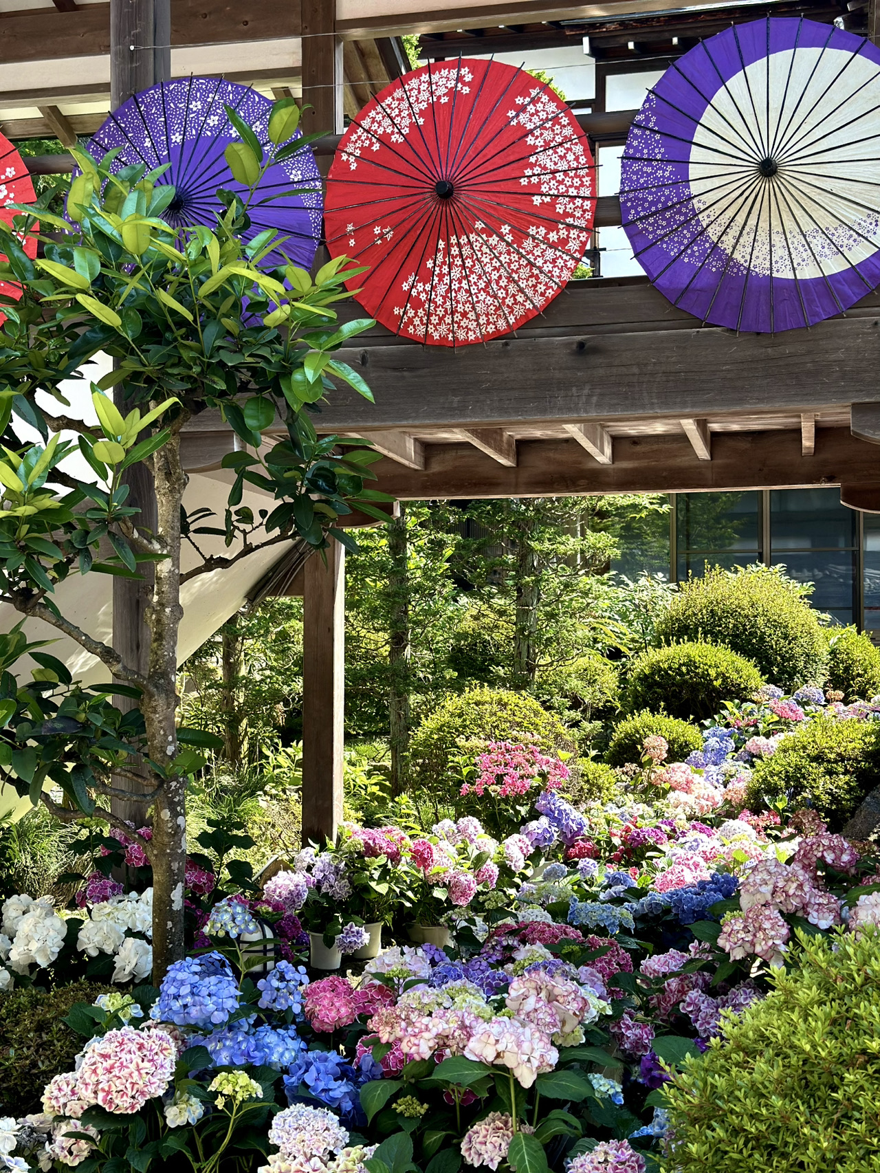 Hydrangea - Aquilegia(ハイドランジア-アキレギア) Akigawa Valley Hydrangea Festival 2025