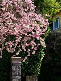 🇨🇭Spring Blossom Escape: Ascona Cherry Blossom Avenue