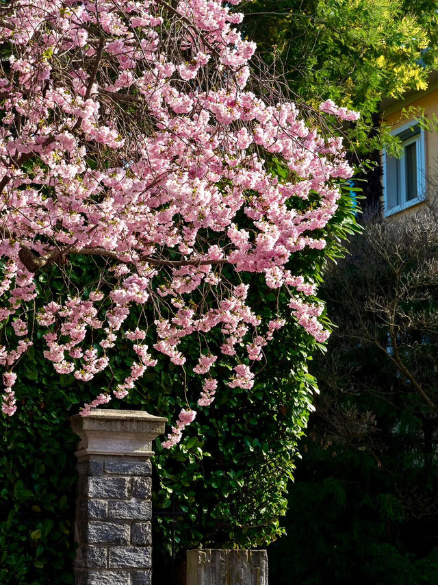 🇨🇭Spring Blossom Escape: Ascona Cherry Blossom Avenue