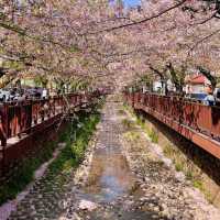 Jinhae (Yeojwacheon Stream)