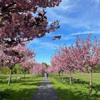 Springtime Magic on The Stray, Harrogate