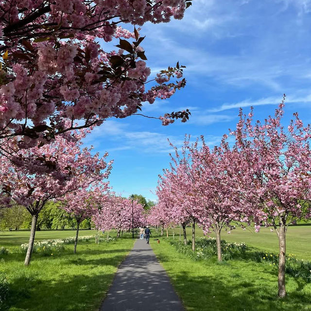 Springtime Magic on The Stray, Harrogate