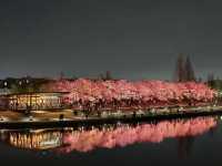 The Most Beautiful and Romantic Starbucks store with Cherry Blossom! 🌸 