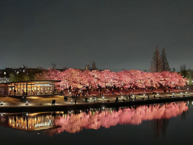 The Most Beautiful and Romantic Starbucks store with Cherry Blossom! 🌸 