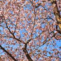 Maruyama Park: A Nature Lover’s Haven