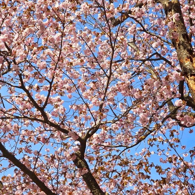Maruyama Park: A Nature Lover’s Haven