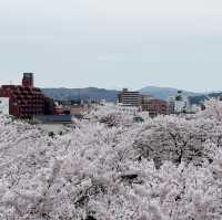 A romantic city in bloom (Morioka)