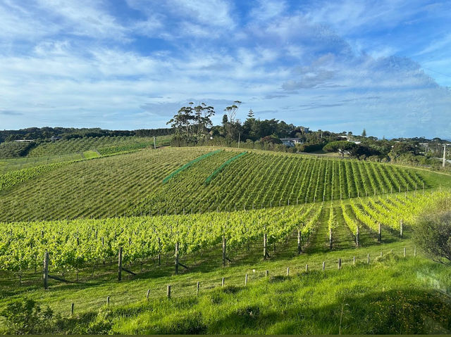 Waiheke 島小旅行：離奧克蘭最近的天堂