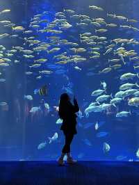 🐬✨【四國水族館——夢幻海底之旅】✨🐋